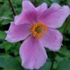Anemone tomentosa